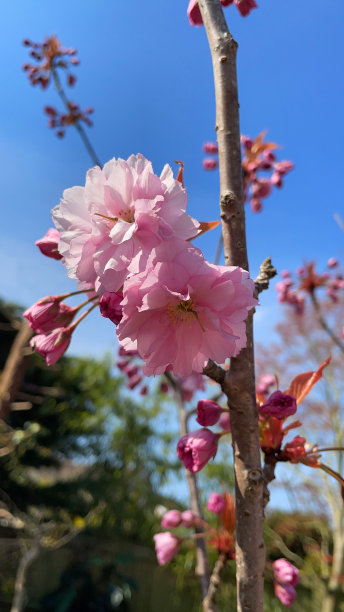 图片上的樱花(prunus)树枝满是粉红色的春天的花朵，背景是清澈的蓝色天空图片下载