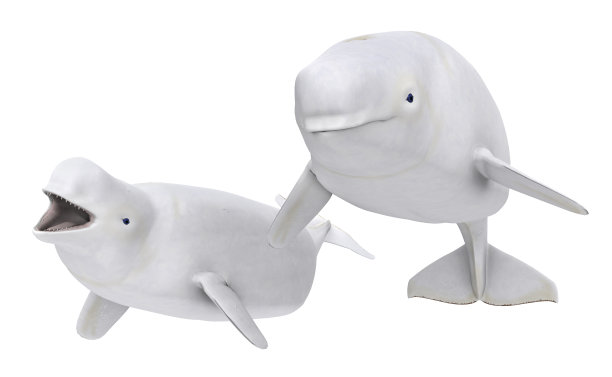 两只白鲸孤立在白色背景上图片下载