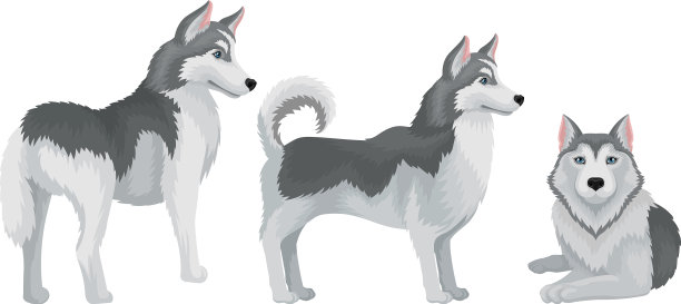 西伯利亚哈士奇为中型工作犬品种图片下载