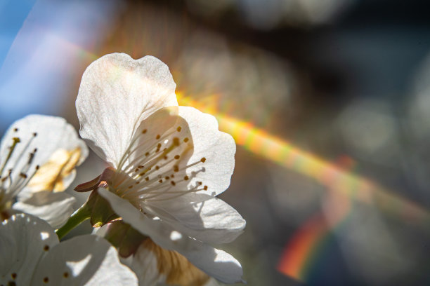 花在春天图片下载