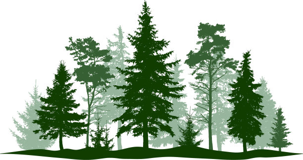 常绿森林松树孤立的公园胡同图片下载