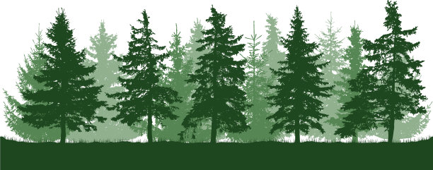 针叶林美丽的冷杉剪影图片下载