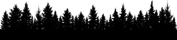 冷杉剪影林图片下载