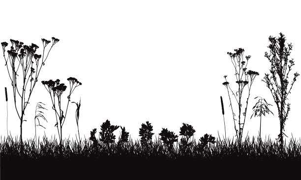 草甸组成杂草和植物图片下载