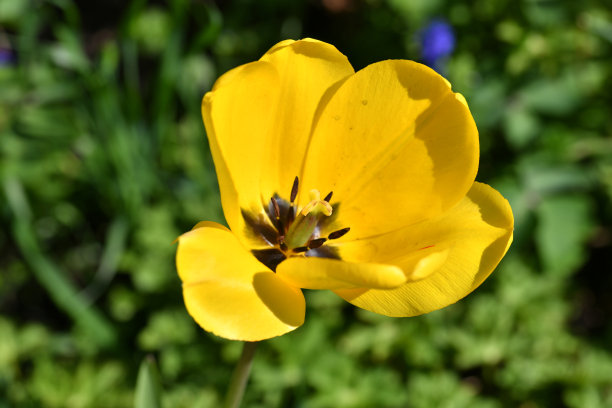 一朵郁金香的花图片下载