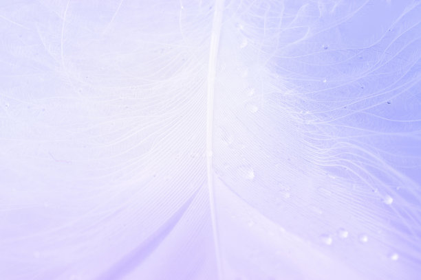 羽毛旗帜。彩色蜡笔天使羽毛特写纹理在白色背景微距摄影。迷人的复杂通风的艺术形象上的软模糊的背景。图片下载