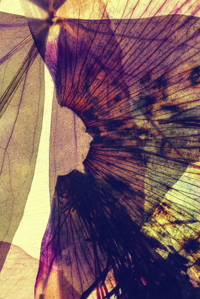 紫色的花瓣干图片下载