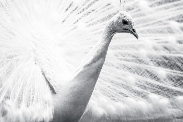 特写白孔雀，黑白，侧视图，背景与复制空间图片下载