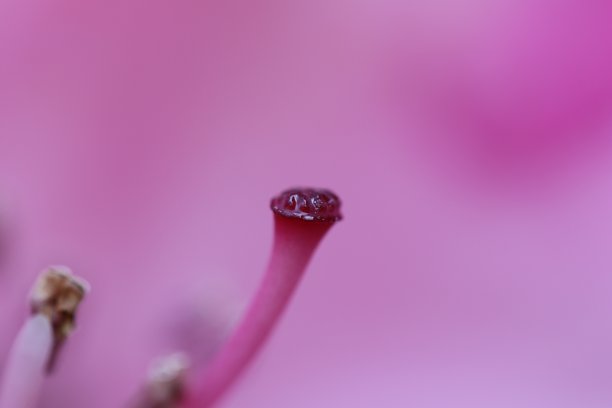 杜鹃花内的柱头。图片下载