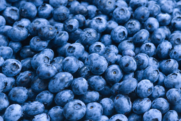 新鲜蓝莓背景。近距离观察蓝莓的质地。图片下载