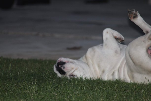 英国牛头犬图片下载