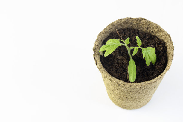 在家里种苗的过程。盆栽与番茄幼苗隔离在白色背景。农业。图片下载