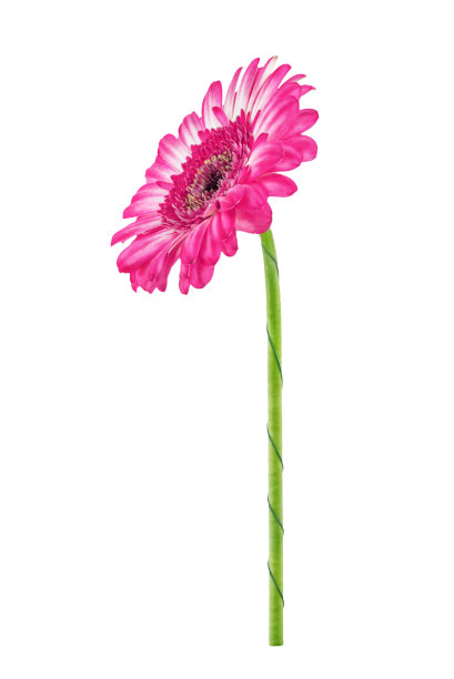 新鲜的花非洲菊在一个白色孤立的背景图片下载