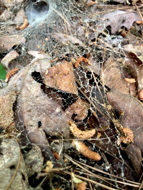 地面蜘蛛网图片下载