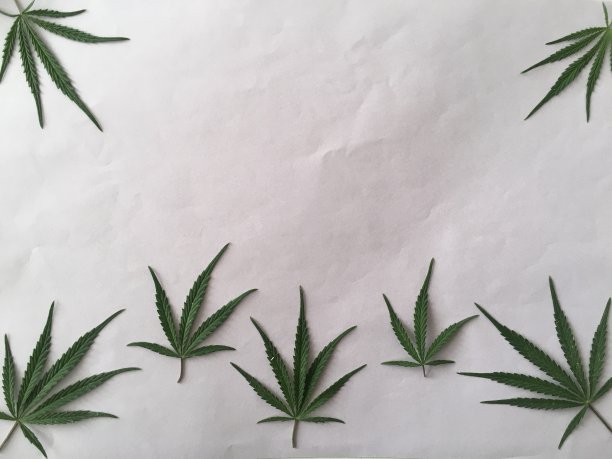 柔和的紫色背景墙纸图像与大麻叶图片下载