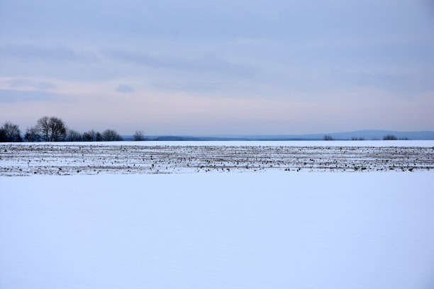 白色的背景白雪田野瓦兹图片下载