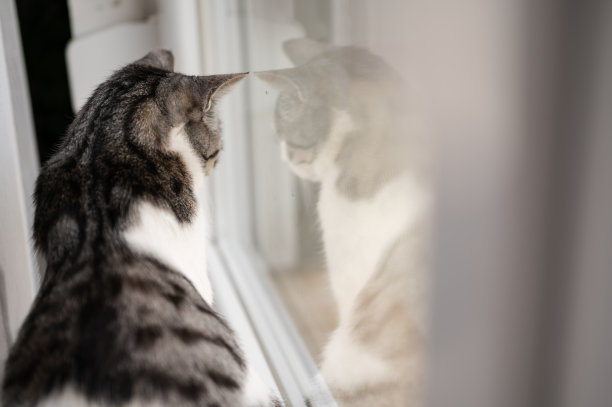 猫的后视图看它的窗户反射图片下载