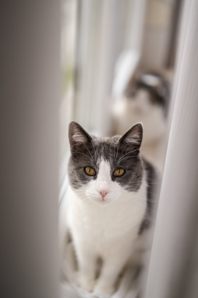 漂亮的猫看着相机图片下载