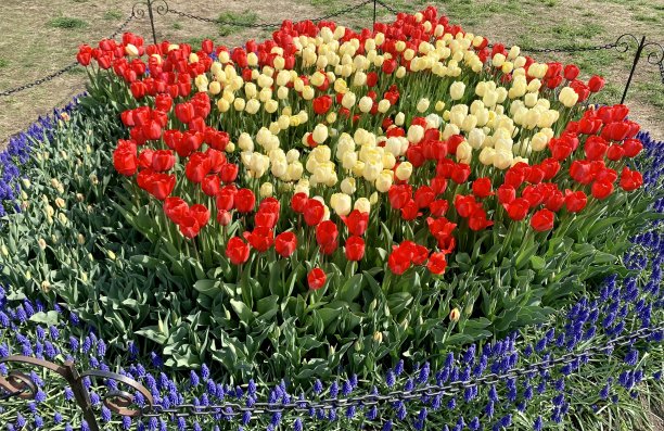 春天的郁金香图片下载