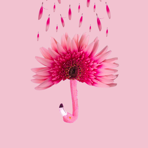 以非洲菊、花瓣和奇异的火烈鸟为背景，以柔和的粉色为背景，这是一个有趣的小创意。图片下载