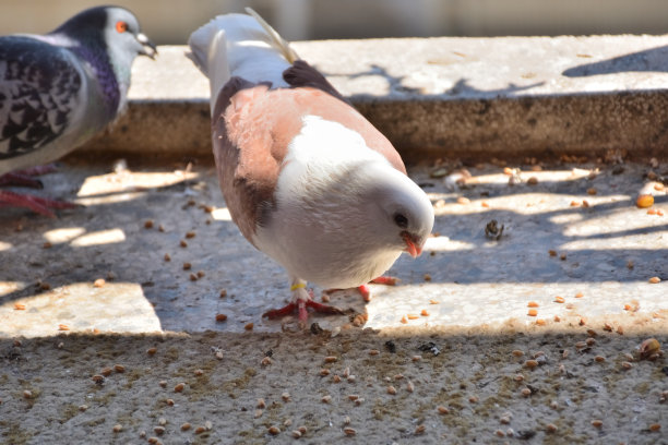 年轻可爱的鸽子在阳台地板上吃谷粒图片下载
