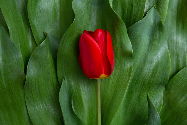 美丽的红色郁金香在大的绿色天然叶子的背景上图片下载