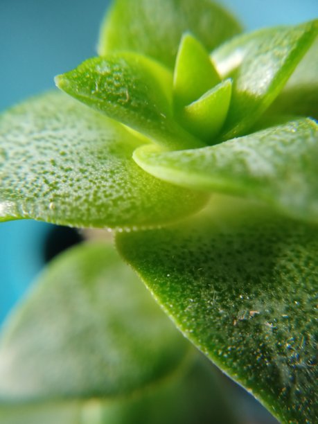 多汁的图片下载