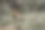 森林中央的一个杂草丛生的废弃秋千。很多草。自然接管。程式化的颜色给一个随从。图片下载