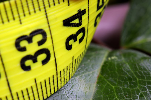 饮食观念用卷尺和花图片下载