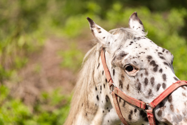 有斑点的白马图片下载