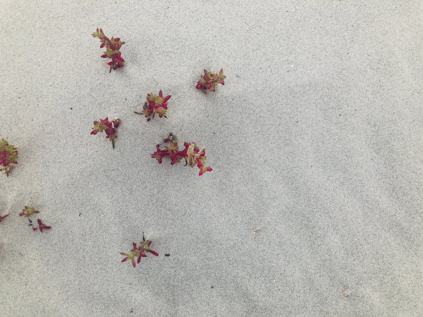 植物在沙滩上图片下载