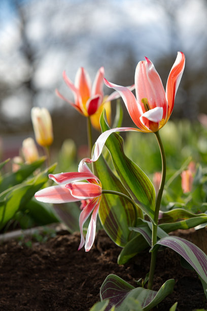 公园里盛开的郁金香，象征着春天和新生命图片下载