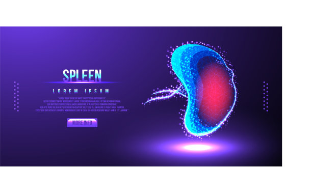 人脾低聚线框图片下载