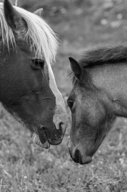 国内的马图片下载