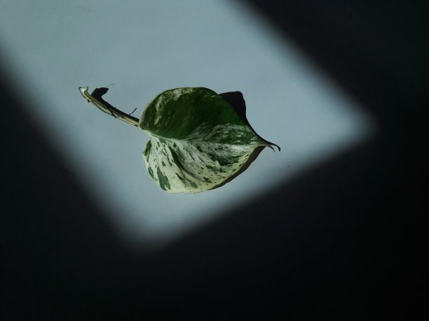 一张树叶在灯光的背景下躺在桌子上的照片图片下载