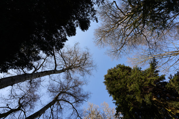 蓝天前有许多高大的树木。古老的植物。视图。图片下载
