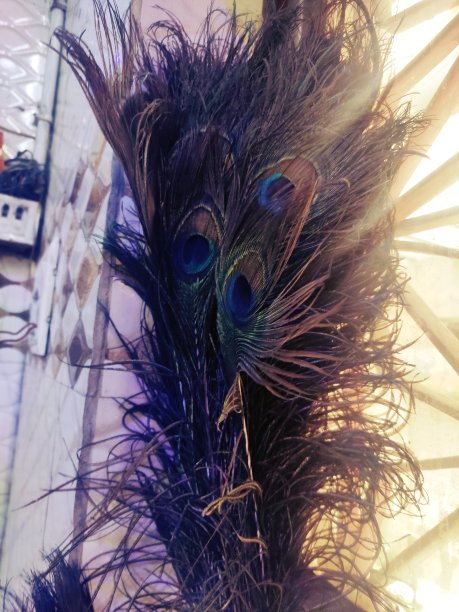 孔雀羽毛图片下载