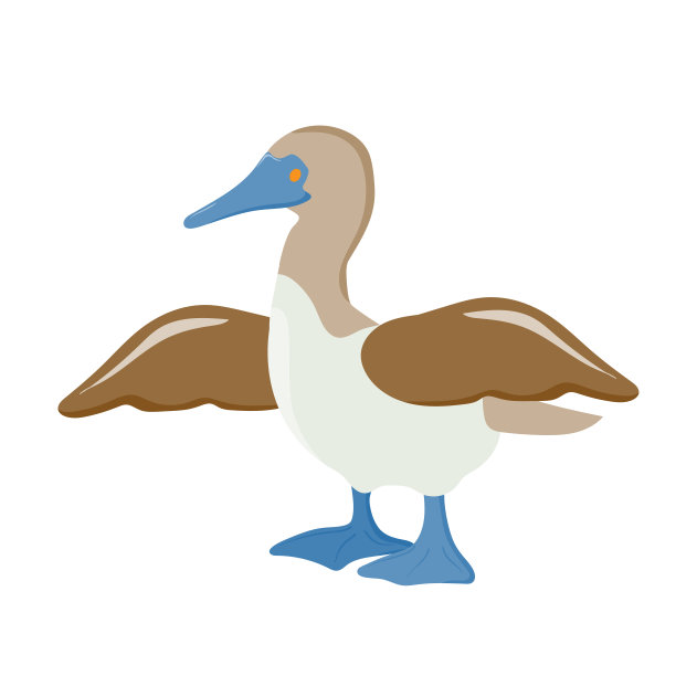 海鸟。塘鹅。有蓝色爪子的鸟。矢量插图孤立在白色背景。图片下载