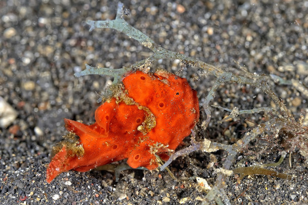 海底彩色青蛙鱼图片图片下载