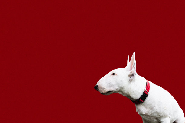 红色背景上的迷你斗牛梗小狗图片下载