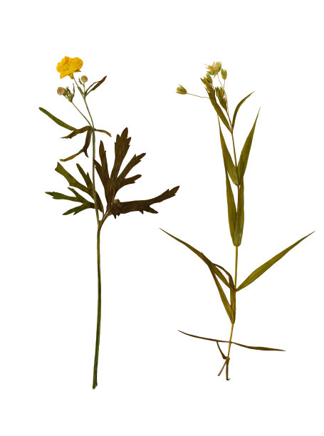 森林植物标本图片下载