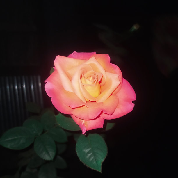 在夜晚的屋顶花园，一朵粉红色的玫瑰图片下载