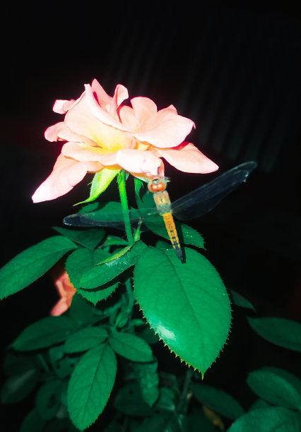 粉红玫瑰在屋顶花园与一个漏斗或grig或蜻蜓在晚上图片下载