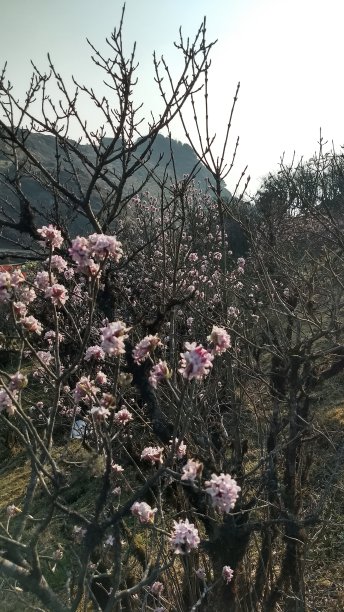 山上的花图片下载