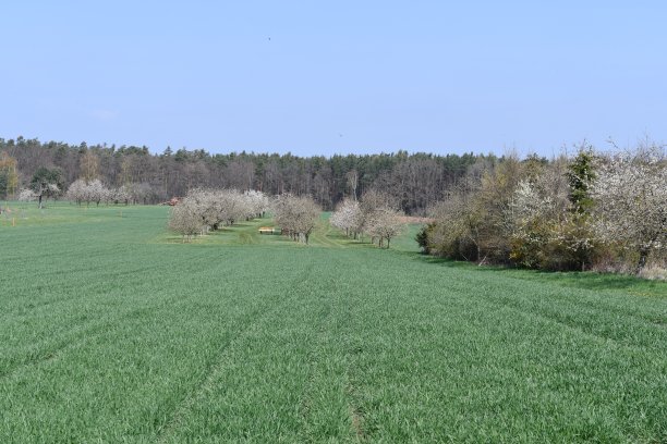 Franconia樱花盛开的风景图片下载