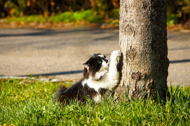 树上的猫图片下载
