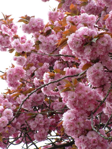 漂亮的春天粉色Kanzan八坂樱花花盛开2020图片下载