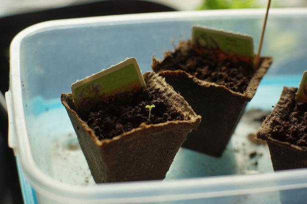 春天在窗台上种蔬菜幼苗图片下载