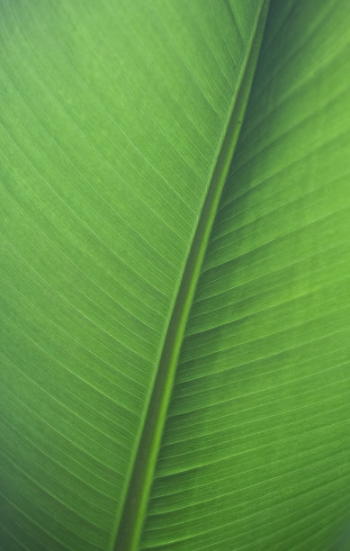 蕉叶特写。质地热带香蕉植物叶子在热带丛林气候。图片下载