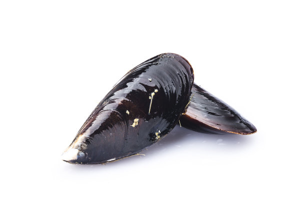 煮熟的贻贝被孤立在白色的背景上。图片下载